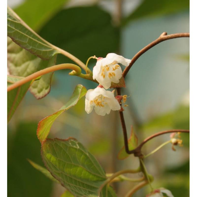 Kiwi arctique à fleurs Blanche - feuillage Caduc - Godet - 5/10 cm-  hauteur à maturité De 3,00 m à 5,00 m - Image 10