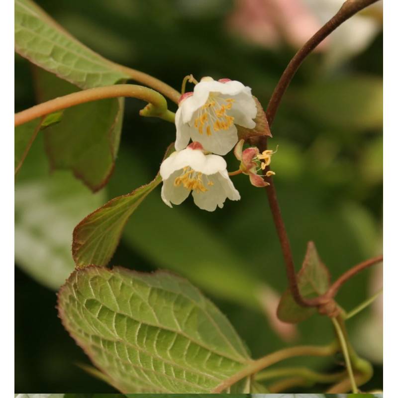 Kiwi arctique à fleurs Blanche - feuillage Caduc - Godet - 5/10 cm-  hauteur à maturité De 3,00 m à 5,00 m - Image 9