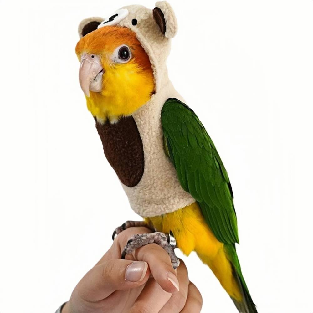 DtopbuyAge - Pantalon de pigeon pour oiseaux DtopbuyAge - Image 1