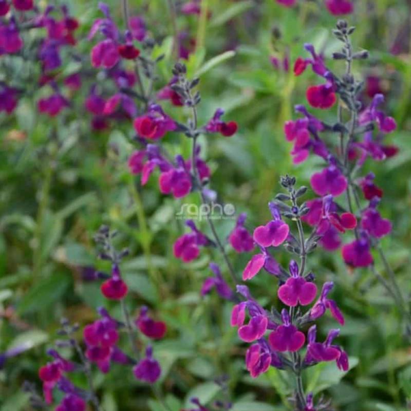 Sauge Violette de Loire® 'Barsal' à fleurs Violette - feuillage Caduc - Pot de 7,5L - 40/60 cm- hauteur à maturité De 0,50 m à 1,00 m - Image 2