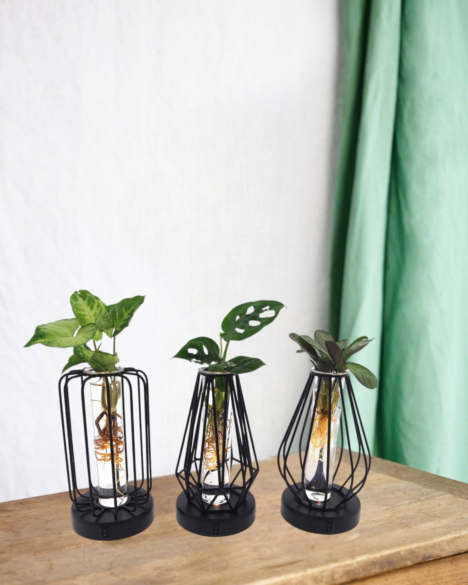 Trio de Plantes en Hydroculture - H20cm