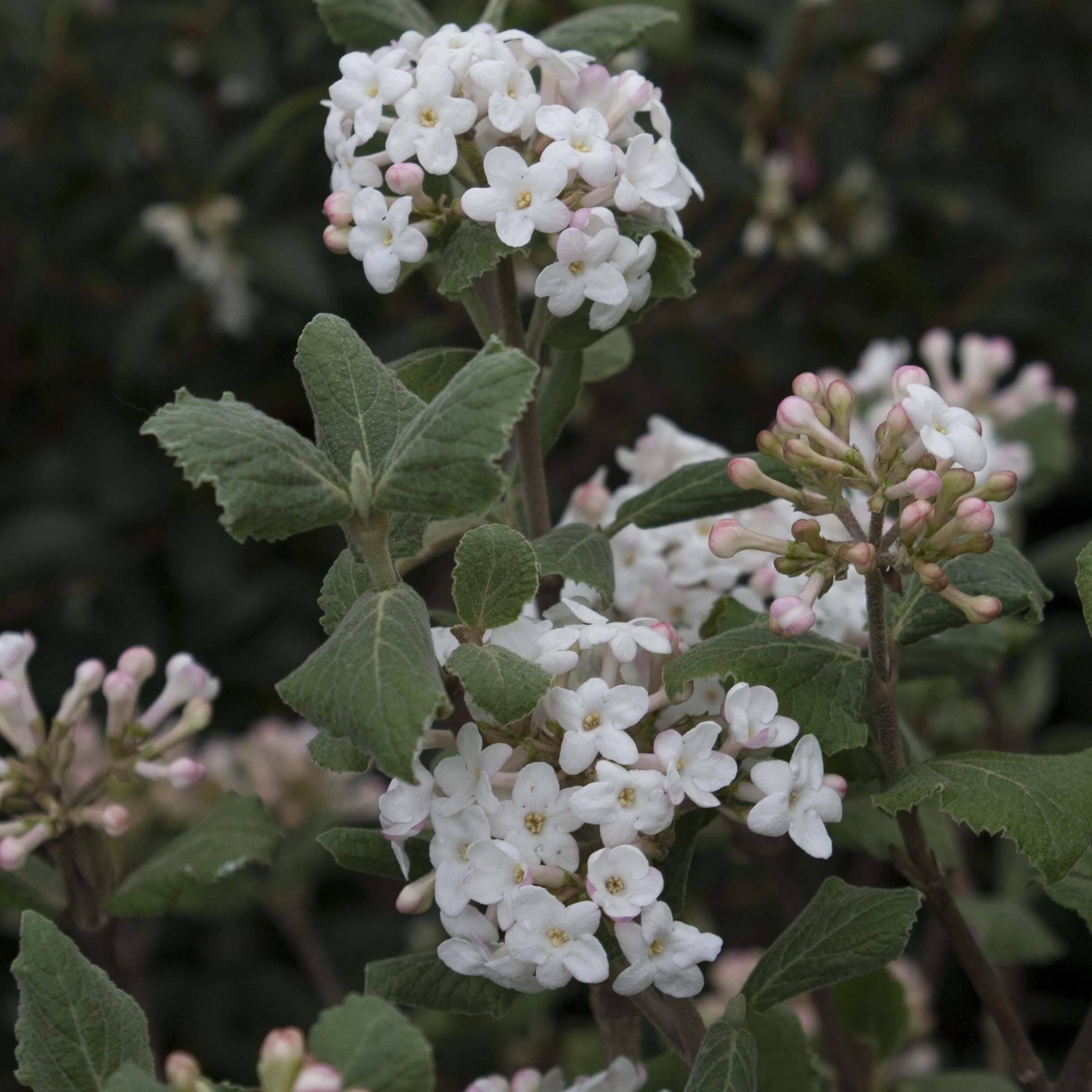Promesse de Fleurs - Viburnum carlesii - Viorne de Carle Pot de 2L/3L