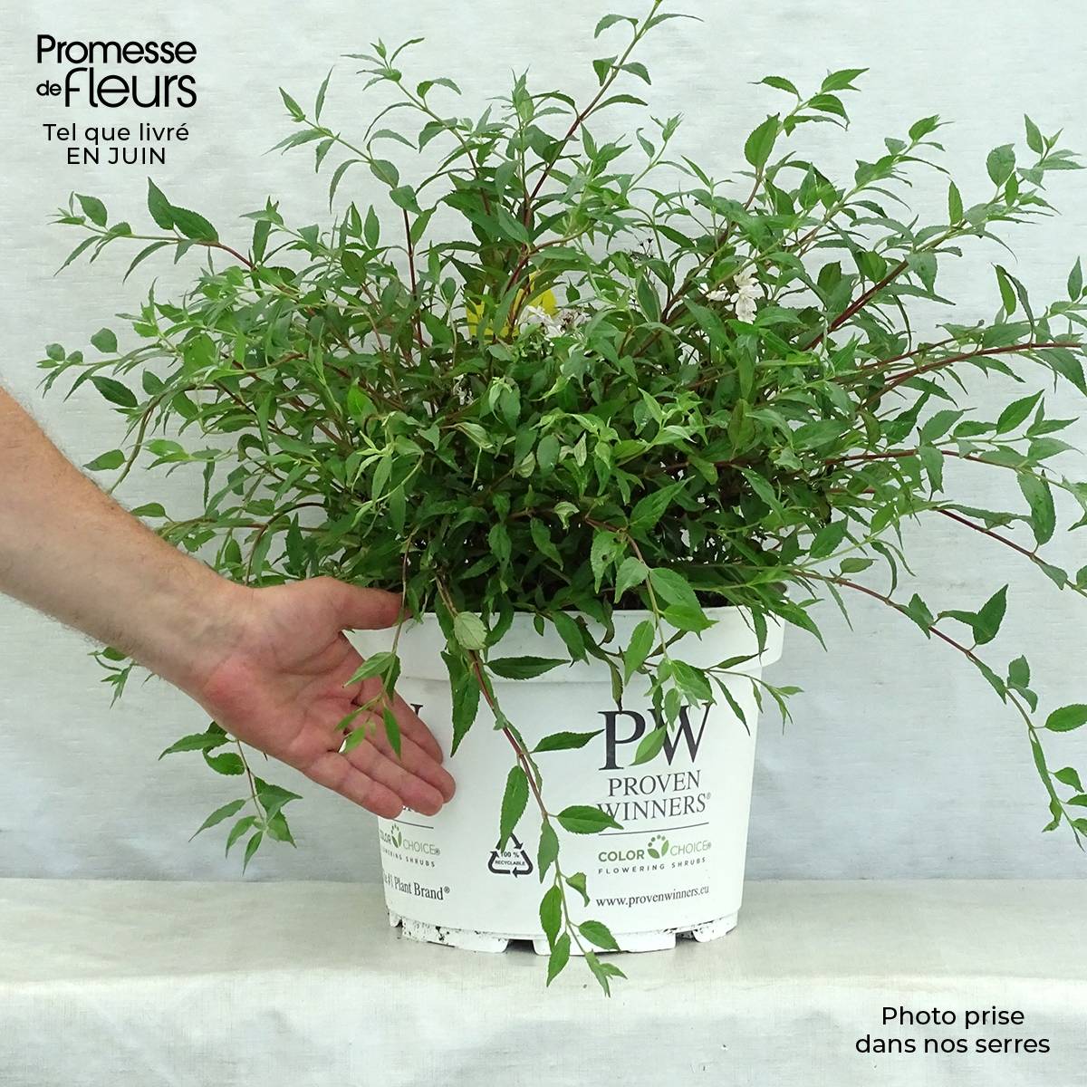 Promesse de Fleurs - Deutzia Yuki Cherry Blossom Pot de 7,5L/10L - Image 2