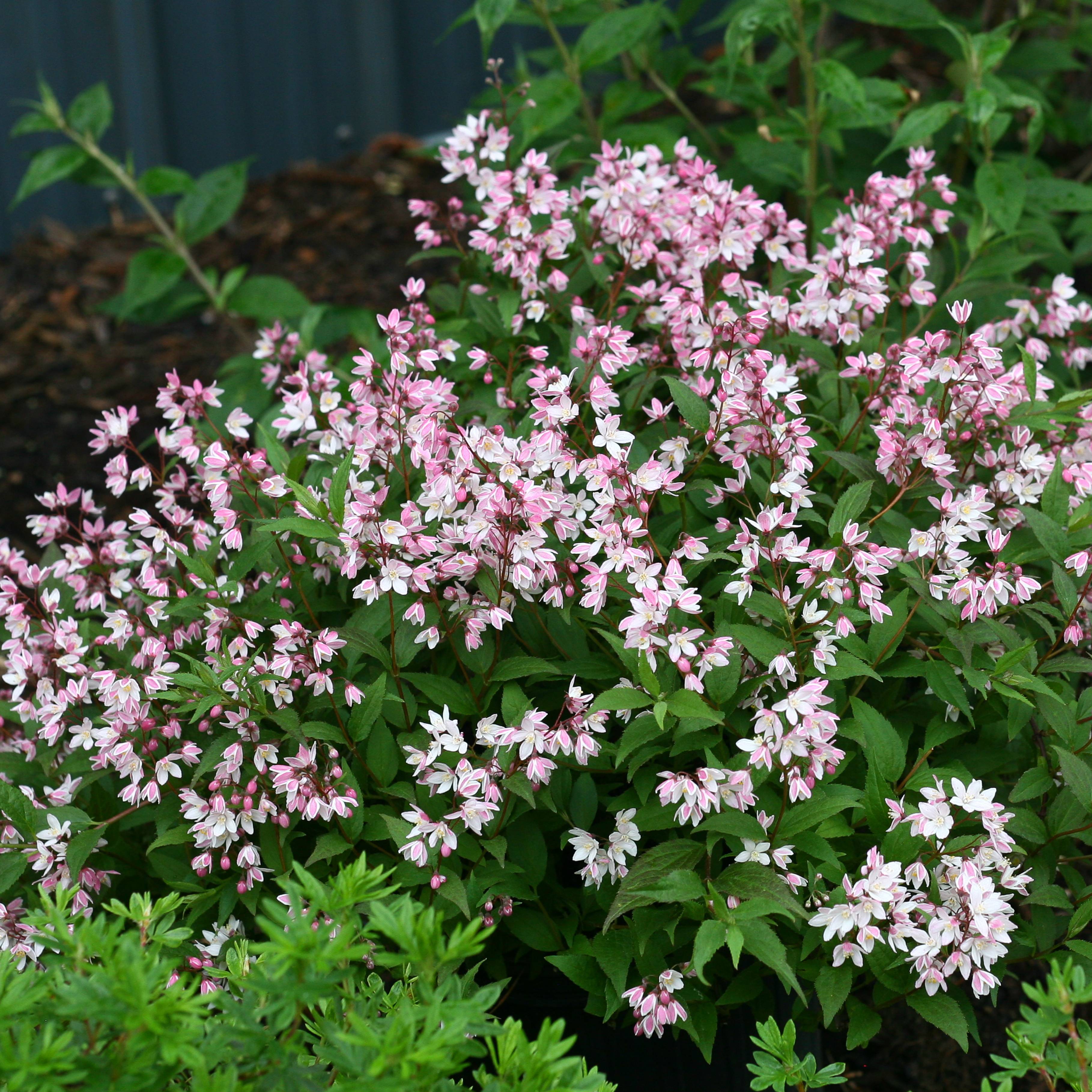 Promesse de Fleurs - Deutzia Yuki Cherry Blossom Pot de 7,5L/10L - Image 1