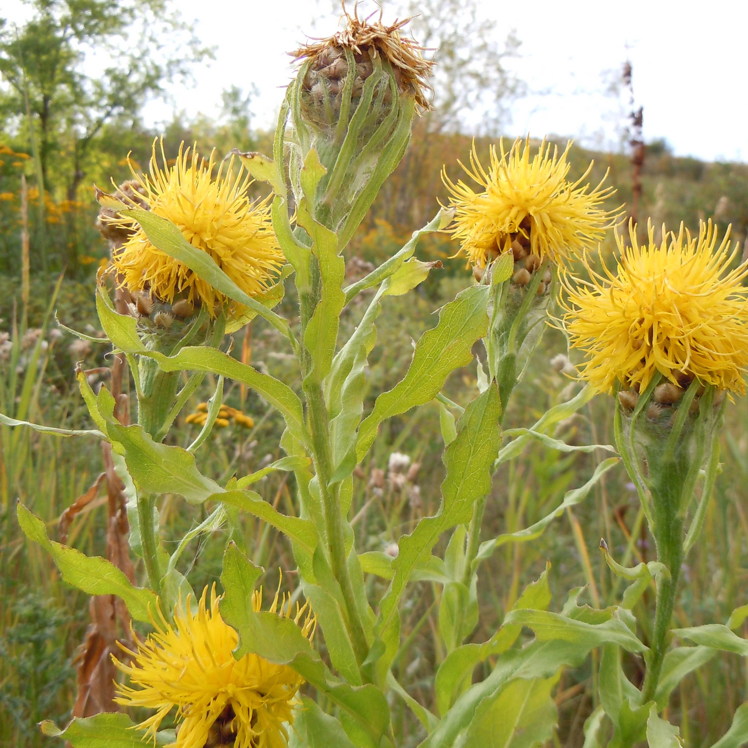 Promesse de Fleurs - Centaurea macrocephala - Centaurée jaune Godet de 8/9 cm
