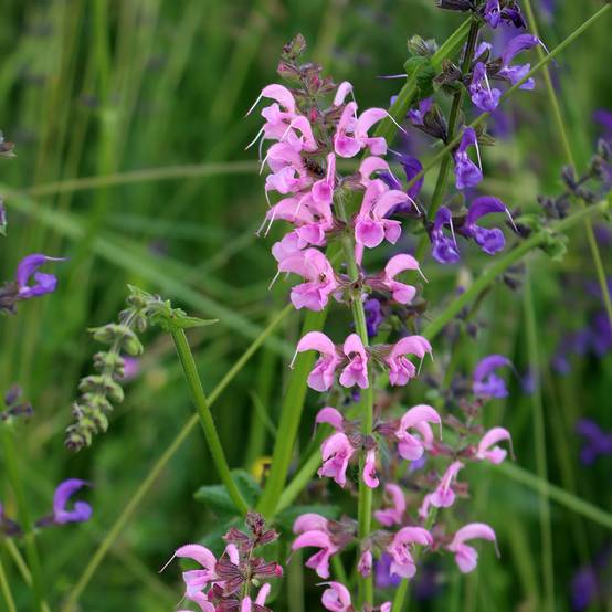 Salvia pratensis Rose Rhapsody - Sauge des près Godet de 8/9 cm