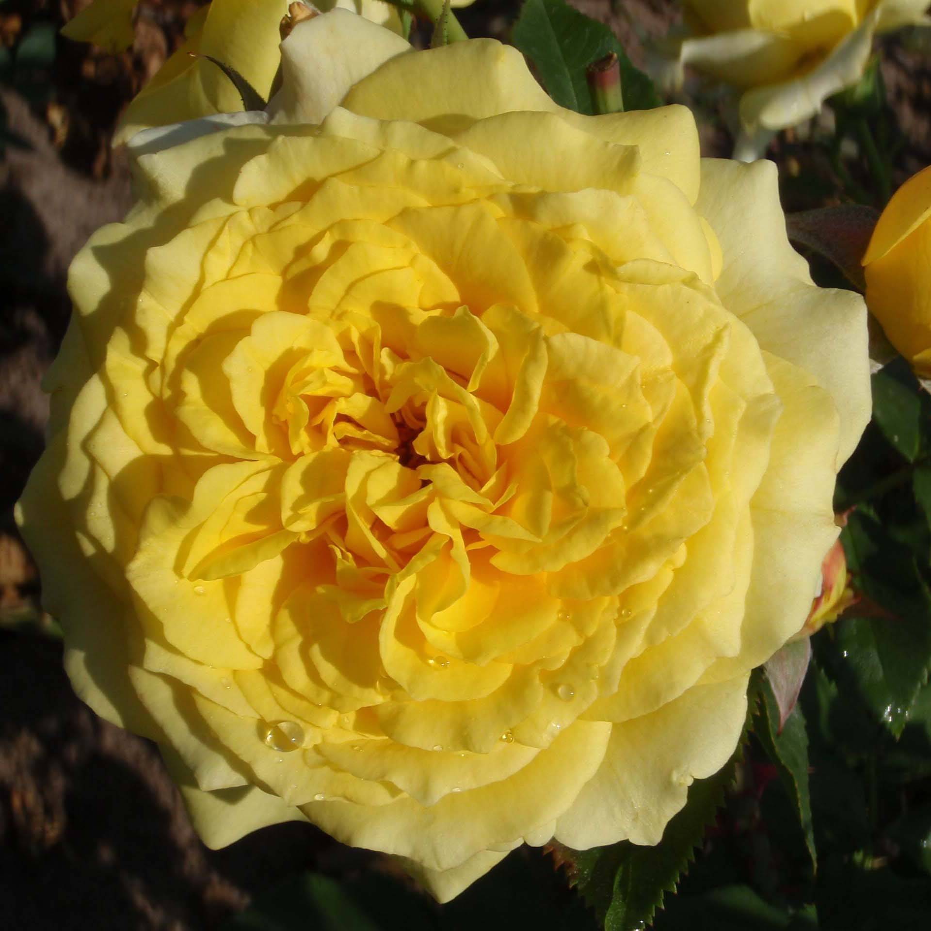 Promesse de Fleurs - Rosier à grandes fleurs Les Années Folles La Rotonde Racines nues en motte