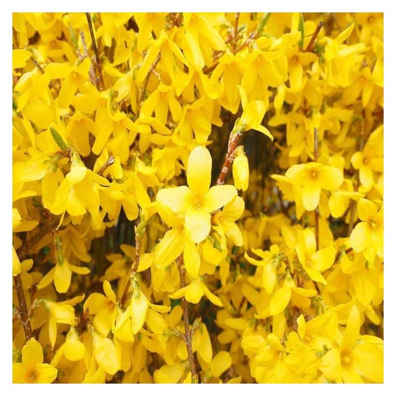 Forsythia Lynwood, Mimosa de Paris à fleurs Jaune - feuillage Caduc - Pot de 7,5L - 60/80 cm-  hauteur à maturité De 1,50 m à 2,00 m - Image 10