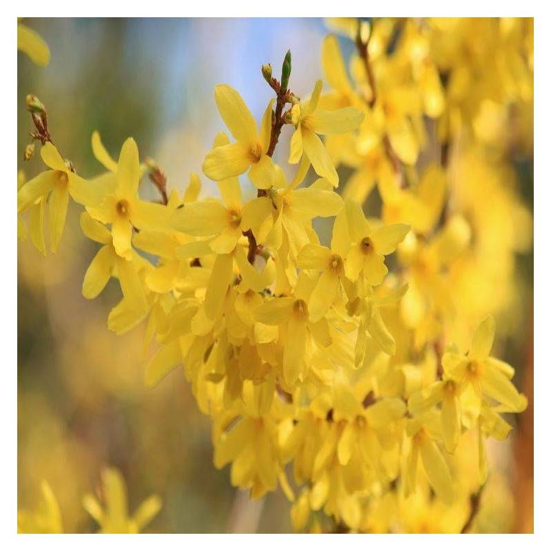 Forsythia Lynwood, Mimosa de Paris à fleurs Jaune - feuillage Caduc - Pot de 7,5L - 60/80 cm-  hauteur à maturité De 1,50 m à 2,00 m - Image 7