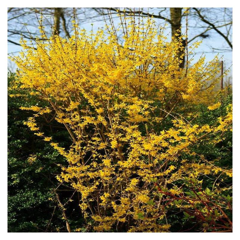 Forsythia Lynwood, Mimosa de Paris à fleurs Jaune - feuillage Caduc - Pot de 7,5L - 60/80 cm-  hauteur à maturité De 1,50 m à 2,00 m - Image 5
