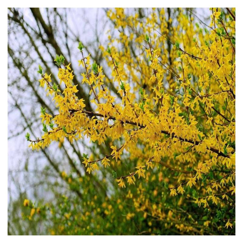 Forsythia Lynwood, Mimosa de Paris à fleurs Jaune - feuillage Caduc - Pot de 7,5L - 60/80 cm-  hauteur à maturité De 1,50 m à 2,00 m - Image 4