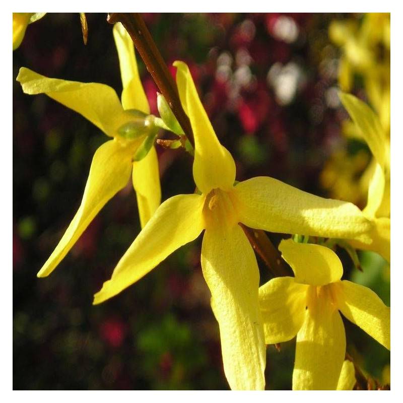 Forsythia Lynwood, Mimosa de Paris à fleurs Jaune - feuillage Caduc - Pot de 7,5L - 60/80 cm-  hauteur à maturité De 1,50 m à 2,00 m - Image 9