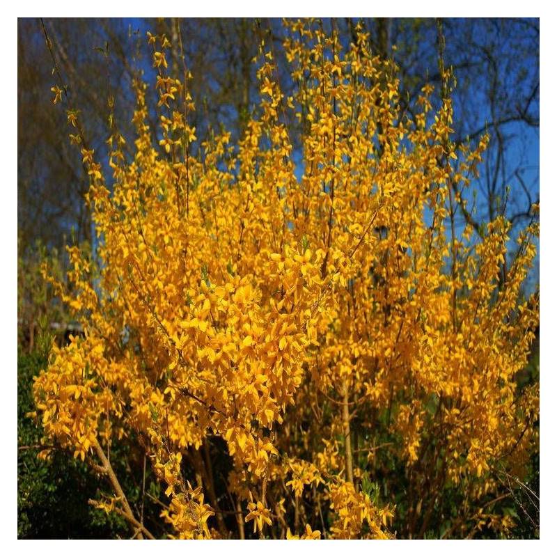 Forsythia Lynwood, Mimosa de Paris à fleurs Jaune - feuillage Caduc - Pot de 7,5L - 60/80 cm-  hauteur à maturité De 1,50 m à 2,00 m - Image 6