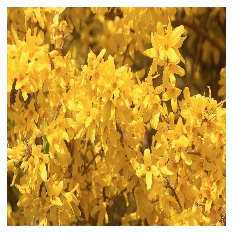 Forsythia Lynwood, Mimosa de Paris à fleurs Jaune - feuillage Caduc - Pot de 7,5L - 60/80 cm-  hauteur à maturité De 1,50 m à 2,00 m - Image 8