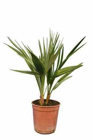0 - Chamaerops humilis (palmier doum) Pot de 130L 150/175cm - Image 2