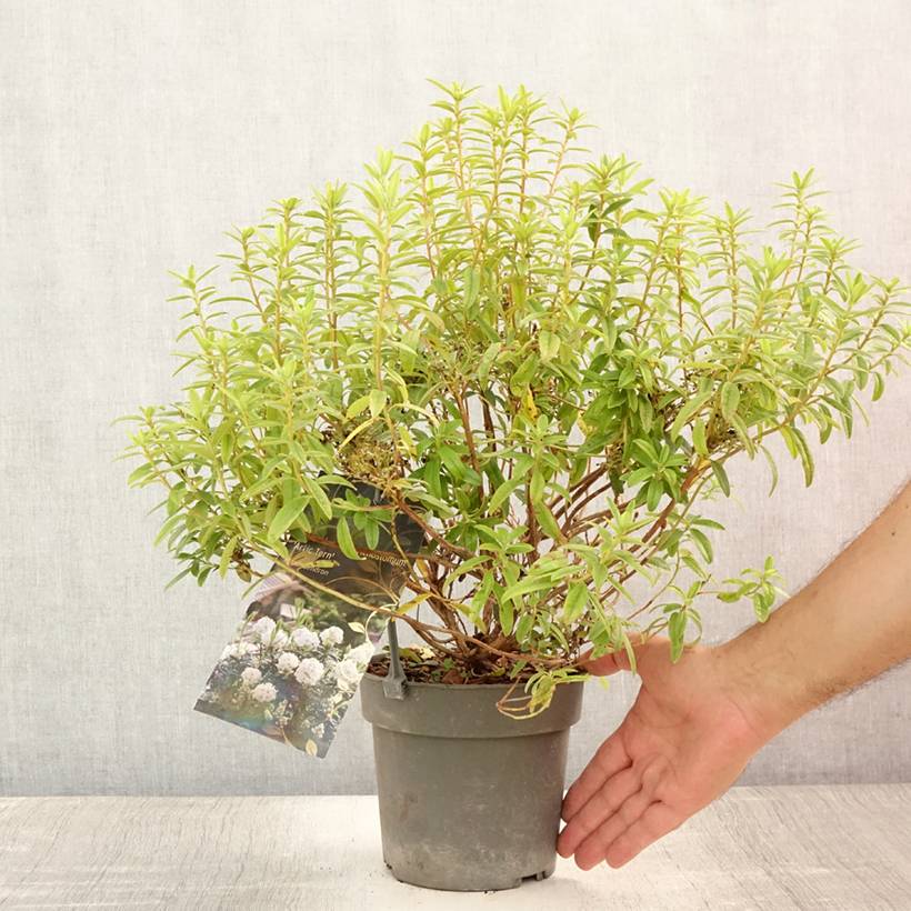 Rhododendron Artic Tern - Rhododendron nain Pot de 2L/3L - Image 2