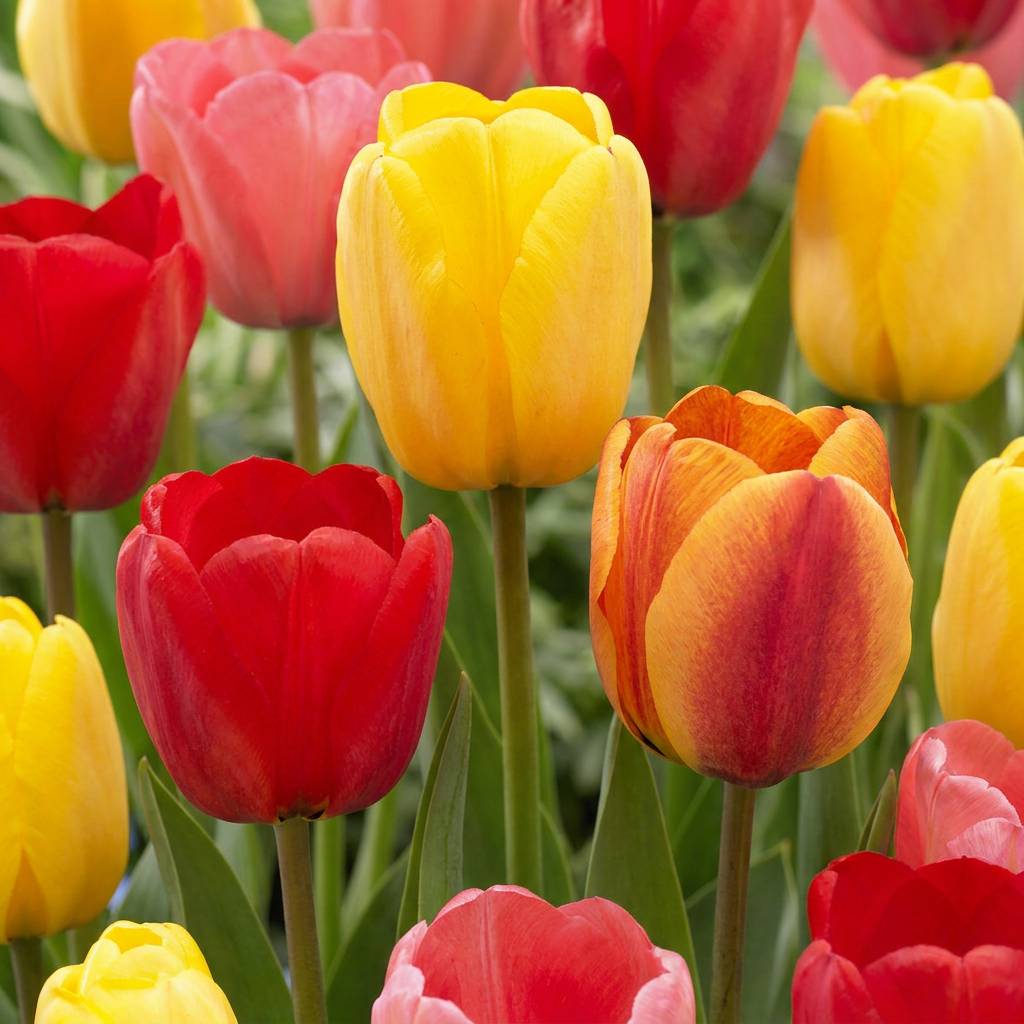 La Green Touch - Tulipe Darwin hybride en mélange - 15 bulbes - calibre 11/12