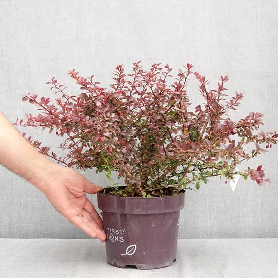 Berberis thunbergii Cabernet FIRST EDITIONS - Epine-vinette Pot de 3L/4L - Image 2