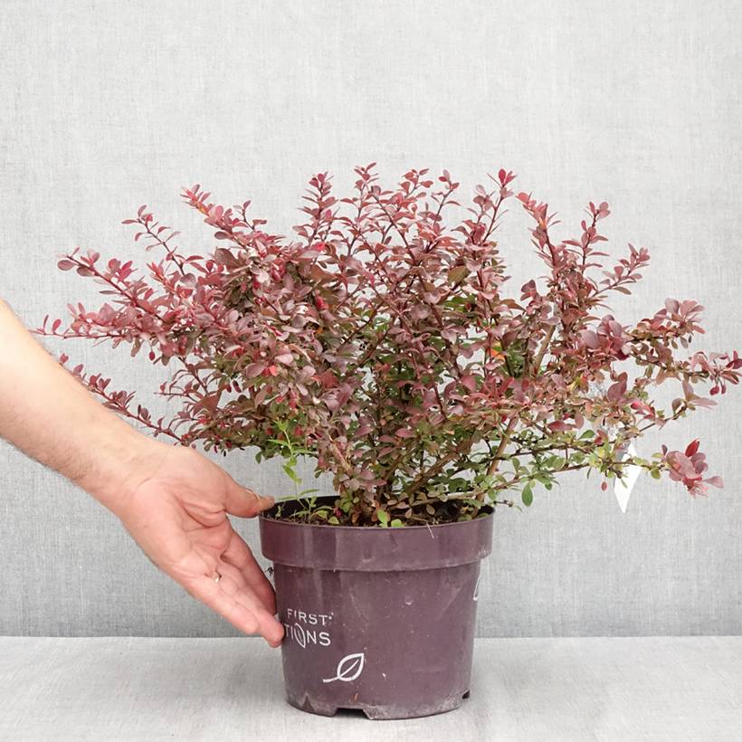 Berberis thunbergii Cabernet FIRST EDITIONS - Epine-vinette Pot de 3L/4L - Image 2