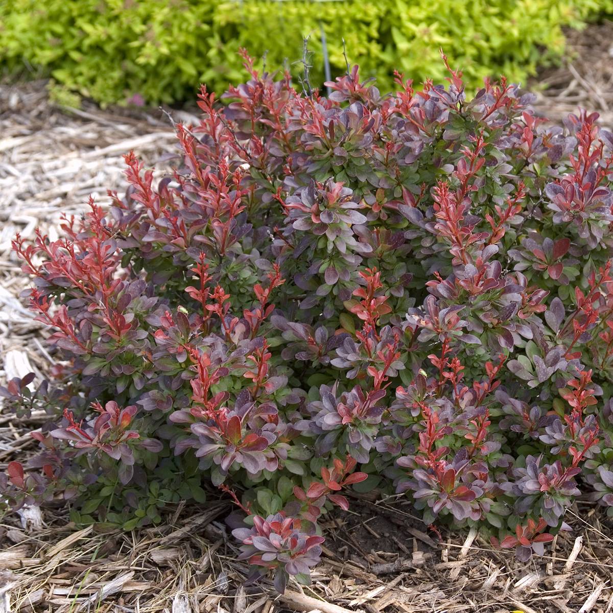 Berberis thunbergii Cabernet FIRST EDITIONS - Epine-vinette Pot de 3L/4L - Image 1