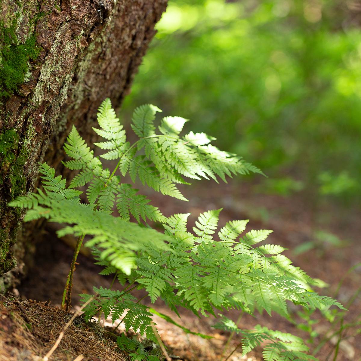 Promesse de Fleurs - Dryopteris carthusiana - Fougère ou Dryoptéride des chartreux Godet de 8/9 cm