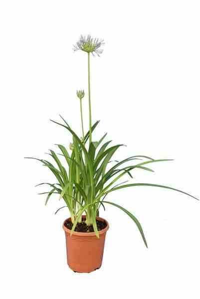 Sans Marque - Agapanthe umbellatus (Agapanthe) Couleur floraison:Violet - Taille:Pot de 5 litres - 30/40cm - Image 1
