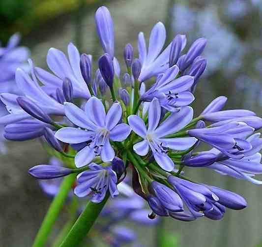 Sans Marque - Agapanthe umbellatus (Agapanthe) Couleur floraison:Violet - Taille:Pot de 5 litres - 30/40cm - Image 2