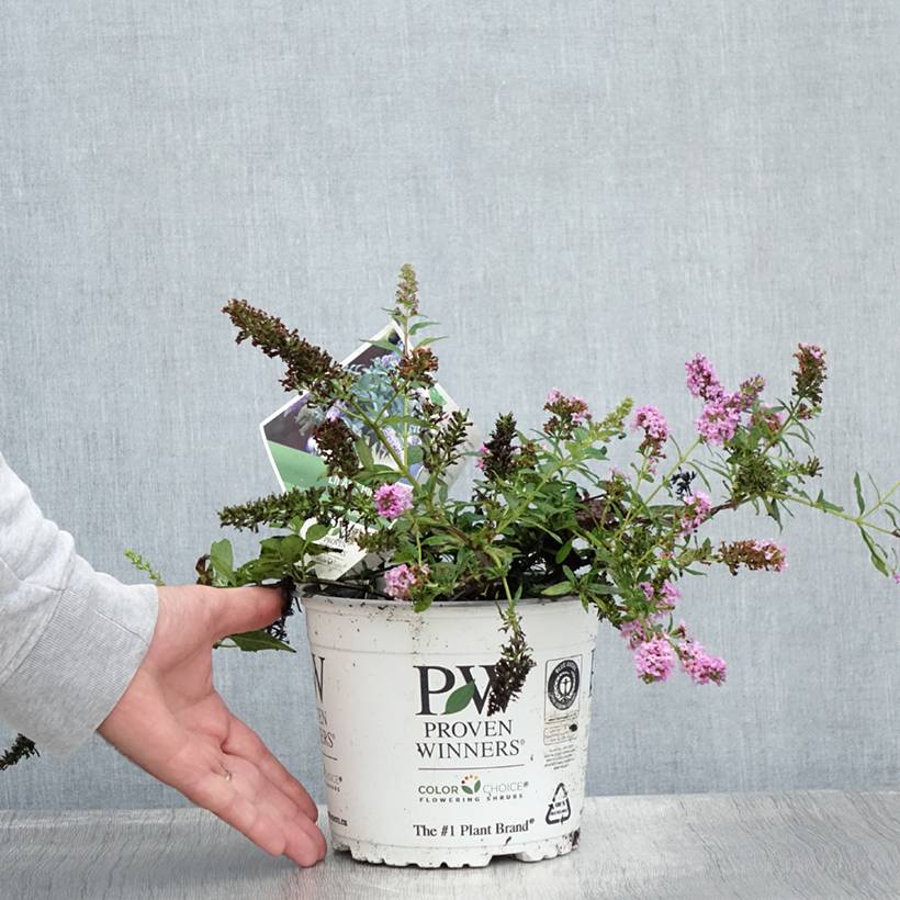 Buddleia Lilac Chip - Arbre aux papillons nain Pot de 2L/3L - Image 2