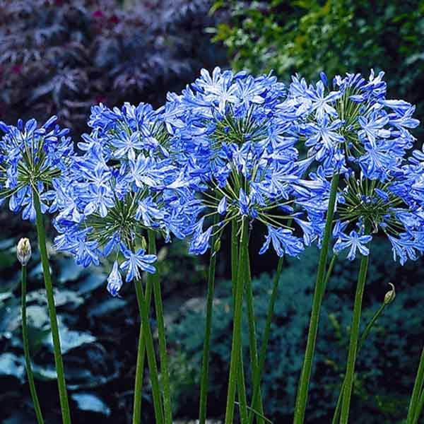 Promesse de Fleurs - Agapanthe Blue Heaven Godet de 8/9 cm