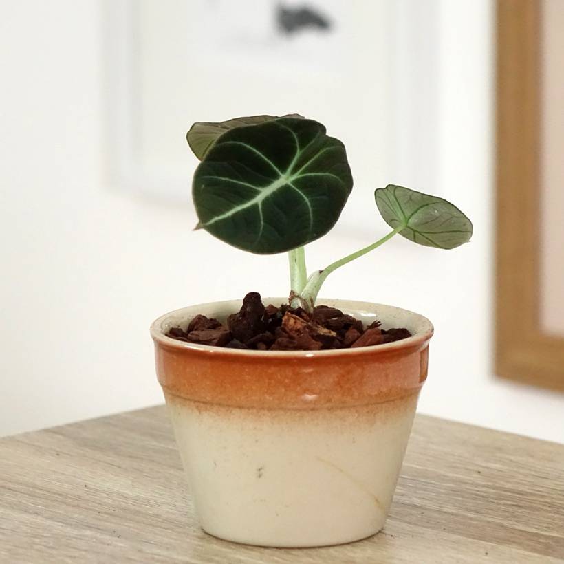 Alocasia Black Velvet - Oreille d'éléphant Mini-plante
