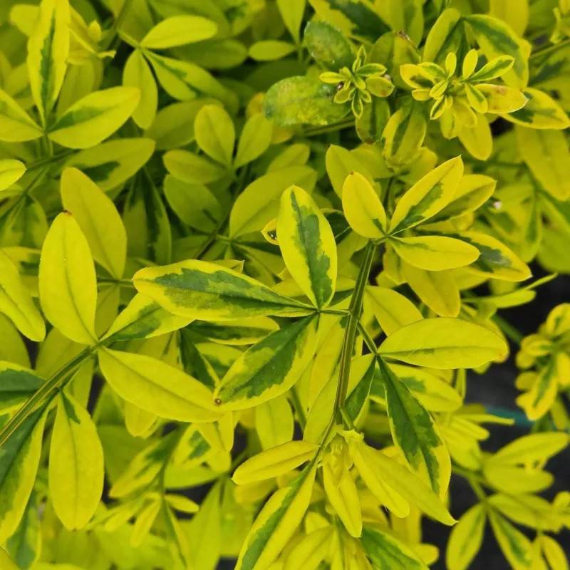 Jasmin primevère Gold Touch® à fleurs Jaune - feuillage Persistant - Godet-  hauteur à maturité De 2,00 m à 2,50 m - Image 2