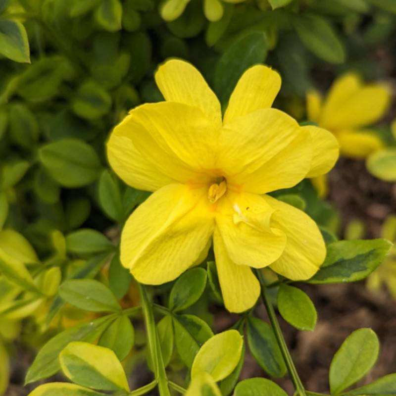 Jasmin primevère Gold Touch® à fleurs Jaune - feuillage Persistant - Godet-  hauteur à maturité De 2,00 m à 2,50 m - Image 3