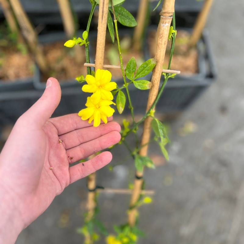 Jasmin primevère Gold Touch® à fleurs Jaune - feuillage Persistant - Godet-  hauteur à maturité De 2,00 m à 2,50 m - Image 5