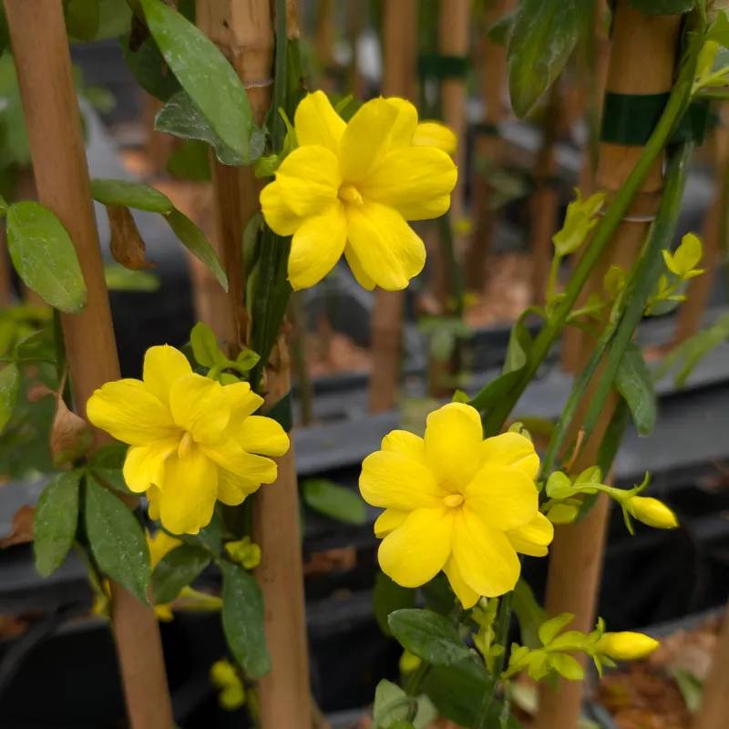 Jasmin primevère Gold Touch® à fleurs Jaune - feuillage Persistant - Godet-  hauteur à maturité De 2,00 m à 2,50 m - Image 1