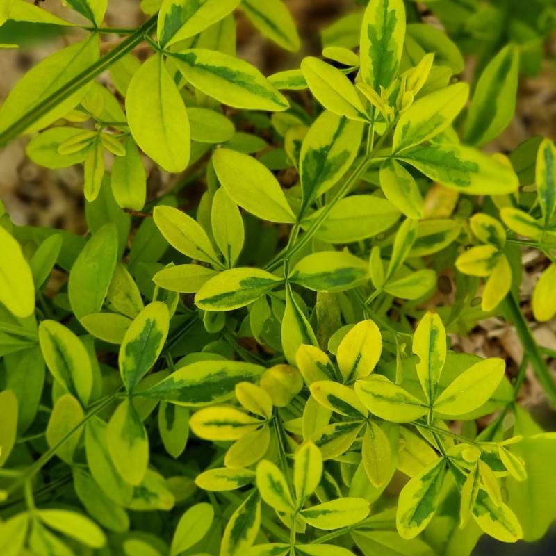 Jasmin primevère Gold Touch® à fleurs Jaune - feuillage Persistant - Godet-  hauteur à maturité De 2,00 m à 2,50 m - Image 6