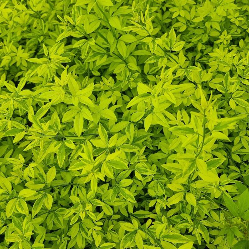 Jasmin primevère Gold Touch® à fleurs Jaune - feuillage Persistant - Godet-  hauteur à maturité De 2,00 m à 2,50 m - Image 7