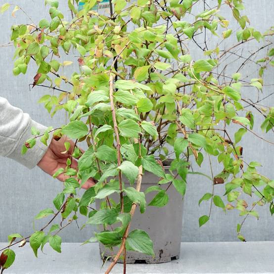 Kolkwitzia amabilis Pink Cloud - Buisson de beauté Pot de 6L/7L - Image 2