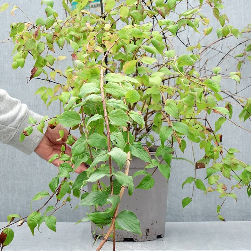 Kolkwitzia amabilis Pink Cloud - Buisson de beauté Pot de 6L/7L - Image 2