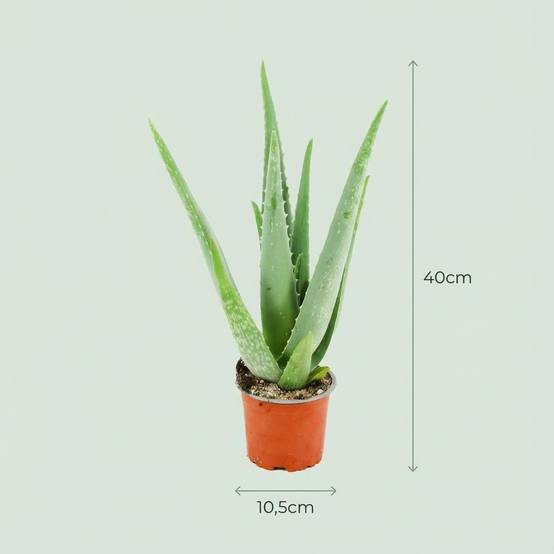 Aloë Vera - D10 H40cm - Image 3