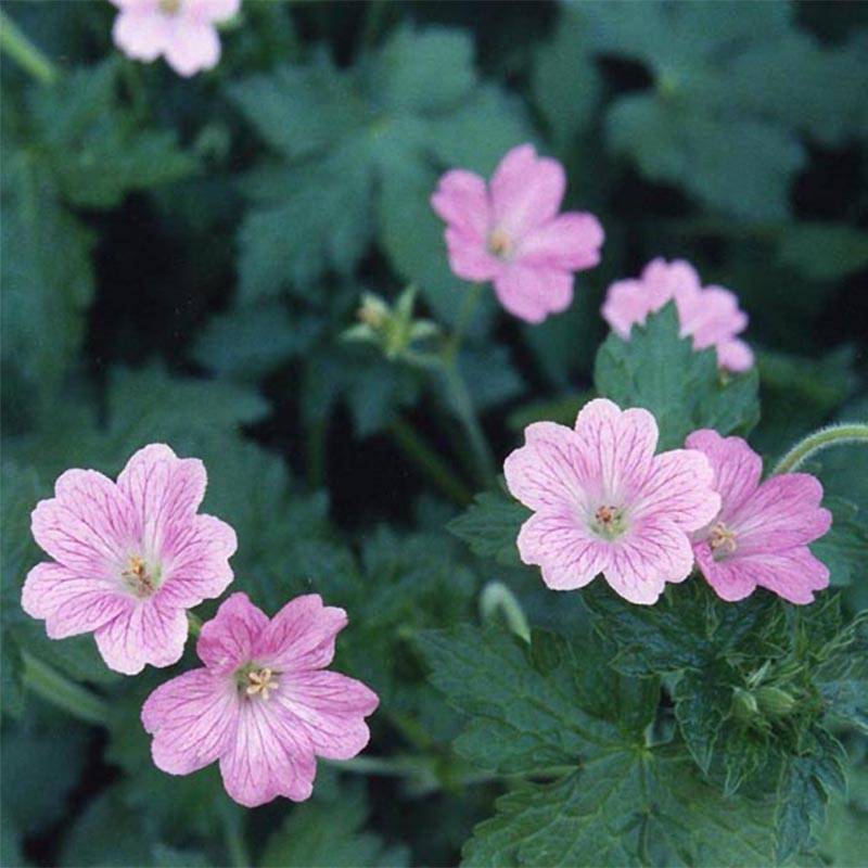 Promesse de Fleurs - Géranium vivace oxonianum Claridge Druce Godet de 8/9 cm