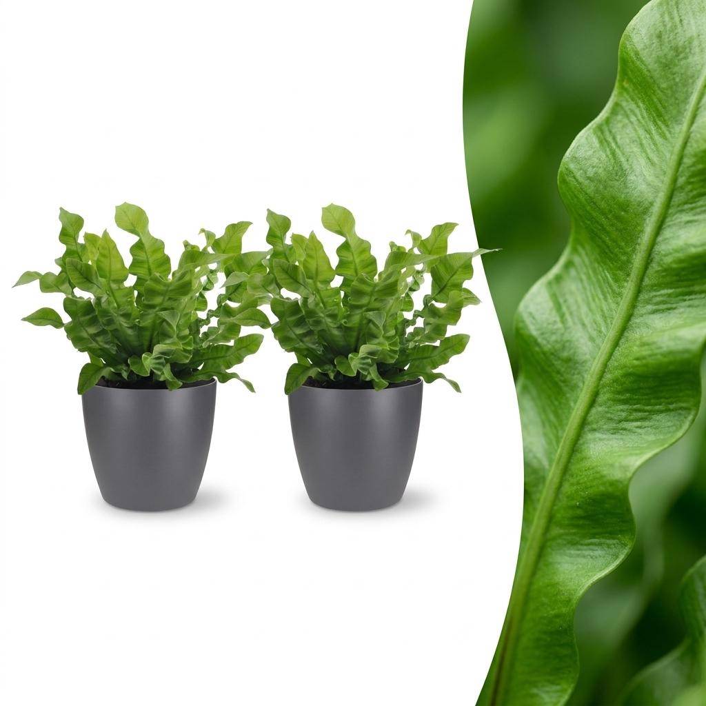 Asplenium Crispy Wave - Fougère Crispy Wave - Pot de 12cm - 2 plantes - Gris - Plantes d'intérieur