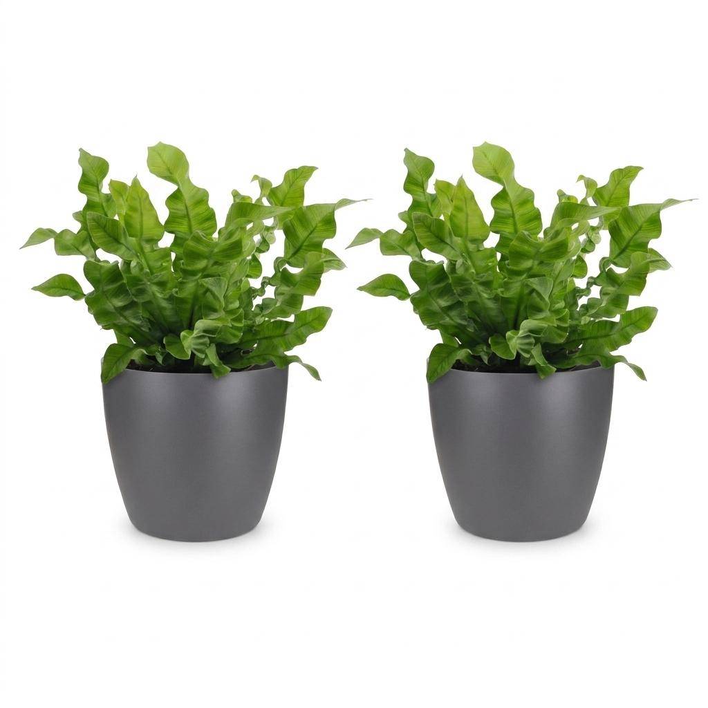 Asplenium Crispy Wave - Fougère Crispy Wave - Pot de 12cm - 2 plantes - Gris - Plantes d'intérieur - Image 2