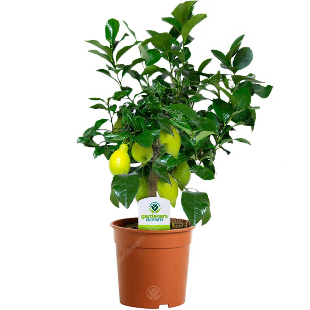 Gardenersdream - Citrus Limon – 1 X Citronnier D'Appartement Pour La Maison Ou Le Bureau En Pot - GardenersDream