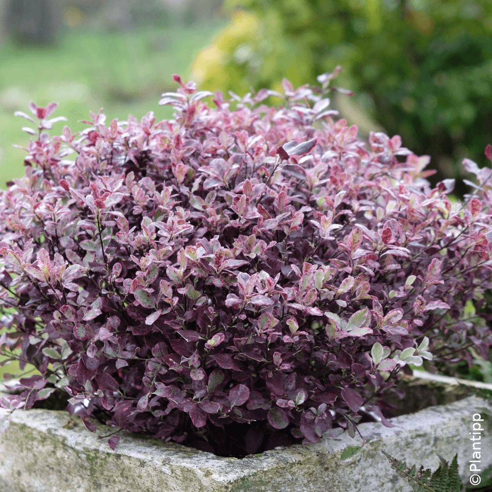 Pittosporum Bannow Bay® 'Bann2015', Pittospore - Pot de 7,5L - 60/80 cm