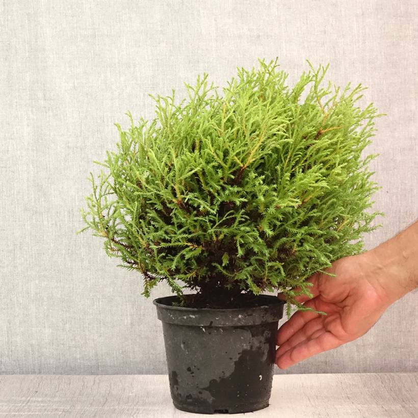 Thuya du Canada - Thuja occidentalis Mr Bowling Ball Pot de 2L/3L - Image 2