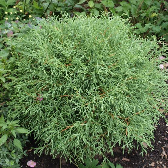 Thuya du Canada - Thuja occidentalis Mr Bowling Ball Pot de 2L/3L - Image 1