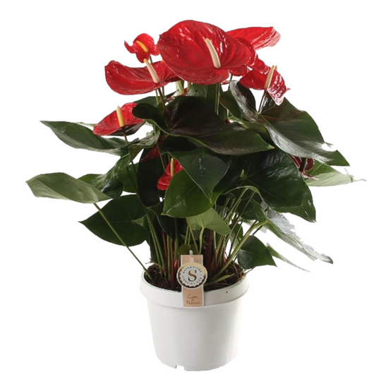 Anthurium 'Red Champion' 65cm - Plante d'intérieur- La Green Touch - Image 1
