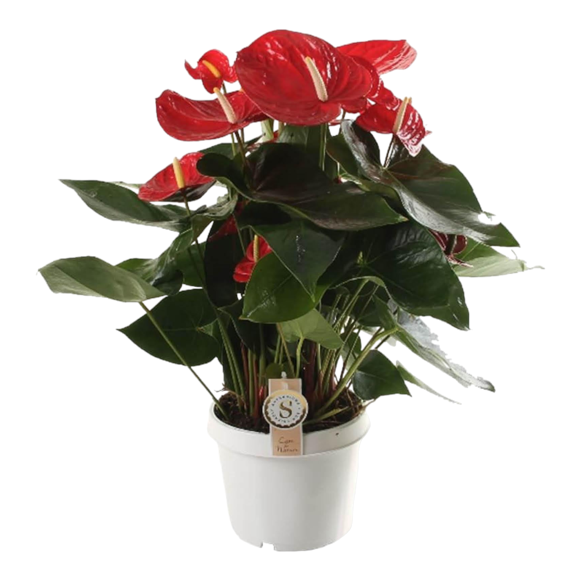 Anthurium 'Red Champion' 65cm - Plante d'intérieur- La Green Touch - Image 1