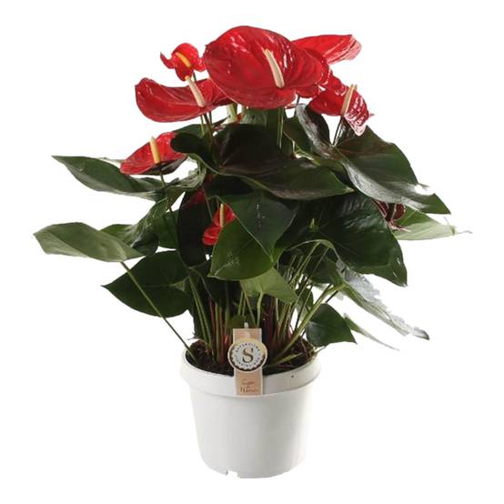 Anthurium 'Red Champion' 65cm - Plante d'intérieur- La Green Touch - Image 2