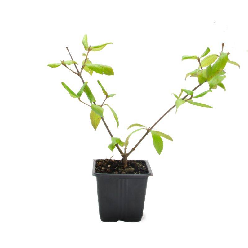 Viorne de Burkwood (Viburnum burkwoodii ) - Pot 9cm - Pépinières Naudet - Image 2